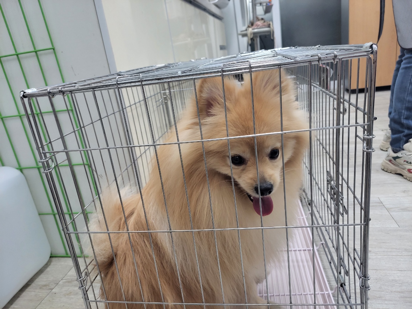 고양시동물보호센터_441394202300435